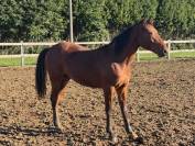 Puledro da salto ostacoli &ndash; ottimo pedigree 