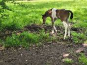 Poulain bai pie anglo PB