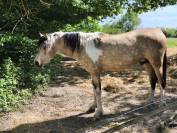 Poulain bai pie anglo PB