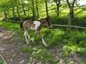 Poulain bai pie anglo PB