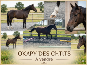 Cheval 2 ans poney / arabe / Appaloosa