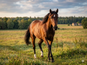 Cheval 2 ans poney / arabe / Appaloosa