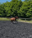 Cheval 2 ans poney / arabe / Appaloosa