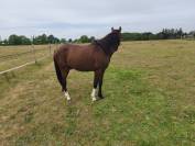 Cheval 2 ans poney / arabe / Appaloosa