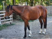 Cheval 2 ans poney / arabe / Appaloosa