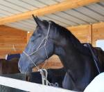 Hongre 5 ans Poker de mariposa