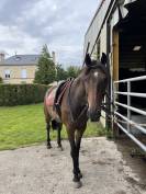 &Agrave; vendre Cheval ONC, 8 ans &ndash; Pour loisir / ba