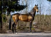 Saillie Akhal-T&eacute;k&eacute; 