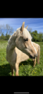 Hongre Palomino 2 ans