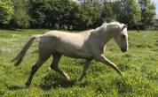 Hongre Palomino 2 ans