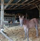 Ph&eacute;b&eacute; du Pre Seigneur