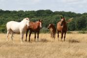 PROJET Pension paddock paradise - Secteur Honfleur (27)
