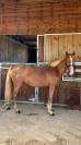 Ponette de sport facile