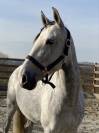 Jument PRE 9 ans