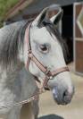 Jument PRE 9 ans