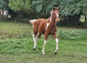 Pouliche Pie Zangersheide par Eras ste Hermelle 