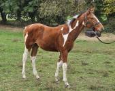 Pouliche Pie Zangersheide par Eras ste Hermelle 