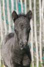 Colt Other Pony Breed For sale 2026 Black