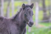 Colt Other Pony Breed For sale 2026 Black
