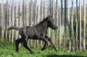 Colt Other Pony Breed For sale 2026 Black