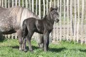 Colt Other Pony Breed For sale 2026 Black