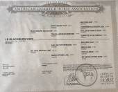 Hongre Quarter Horse 2 ans Dun