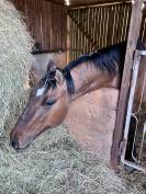 Hongre Quarter Horse 2 ans Dun