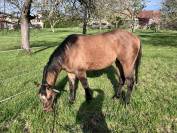 Hongre Quarter Horse 2 ans Dun