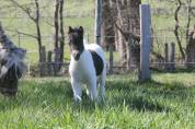 Poney miniature 
