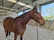 Cheval hongre 8 ans loisirs 