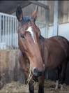 Cheval hongre 8 ans loisirs 
