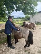 Adorable shetland PP pour enfants