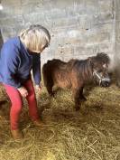 Puck d&rsquo;Alix 70 cm Shetland PP