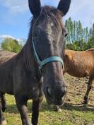 Trotteur Fran&ccedil;ais 