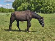 Trotteur Fran&ccedil;ais 