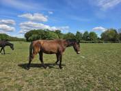 Trotteur Fran&ccedil;ais 