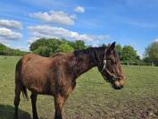 Trotteur Fran&ccedil;ais 