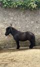 ➡️ Super poney ONCP hongre 4 ans &ndash; mont&eacute;, bon mental