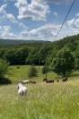 Pension chevaux au pr&eacute; 