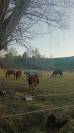 Pension chevaux au pr&eacute; 