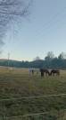 Pension chevaux au pr&eacute; 