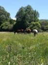 Pension chevaux au pr&eacute; 