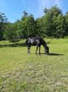 Pension chevaux au pr&eacute; 