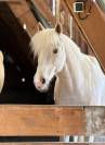 Gelding French Saddle Pony For sale 2017 Palomino