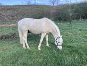 Gelding French Saddle Pony For sale 2017 Palomino