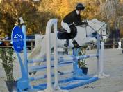 Gelding French Saddle Pony For sale 2017 Palomino