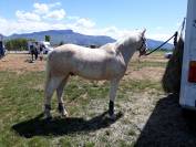 Gelding French Saddle Pony For sale 2017 Palomino