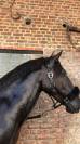 Hongre PRE (pure race Espagnol) 7 ans 