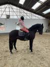 Hongre PRE (pure race Espagnol) 7 ans 