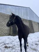 Hongre PRE (pure race Espagnol) 7 ans 